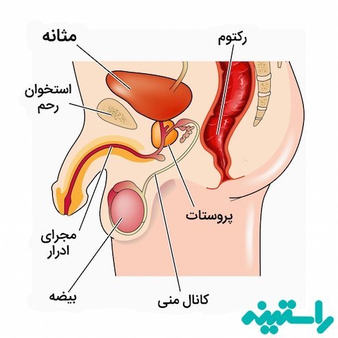  علت داخل رفتن کلاهک تناسلی مردان