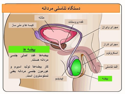 کدام بیضه اسپرم ساز است؟