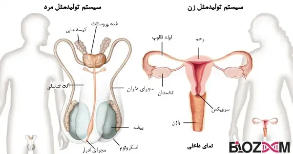  کدام بیضه اسپرم ساز است؟