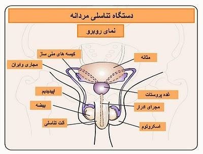  کدام بیضه اسپرم ساز است؟