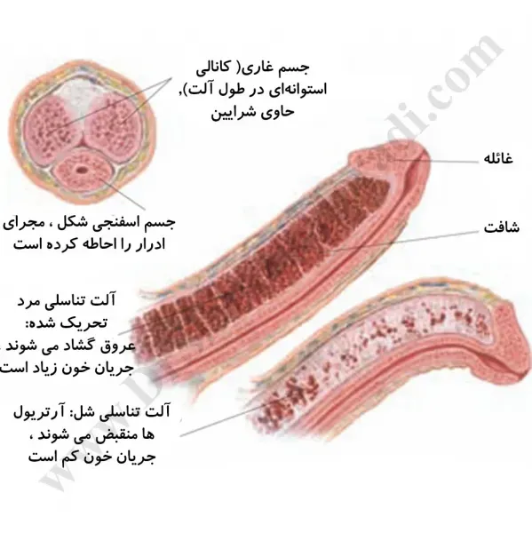  علت درد بعد از ارضا شدن در مردان