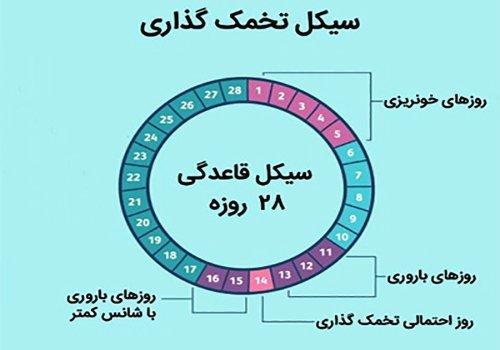  بهترین ساعت شبانه روز برای بارداری