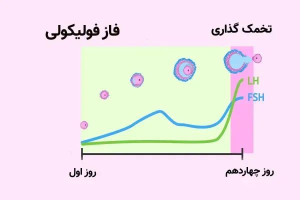  بهترین ساعت شبانه روز برای بارداری