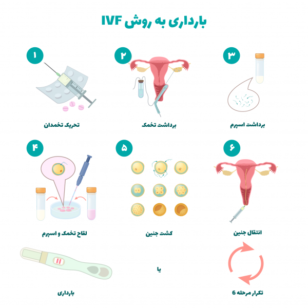  ای وی اف برای چه سنی مناسب است؟
