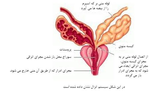  علت خونريزي بعد از خودارضايي مردان