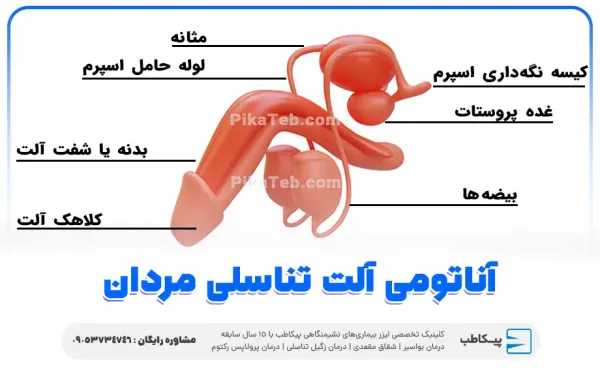  تاثیر طول آلت در رابطه جنسی+روش‌های افزایش رضایت جنسی بدون توجه به اندازه آلت