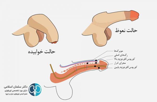  سایز استاندارد آلت مردان
