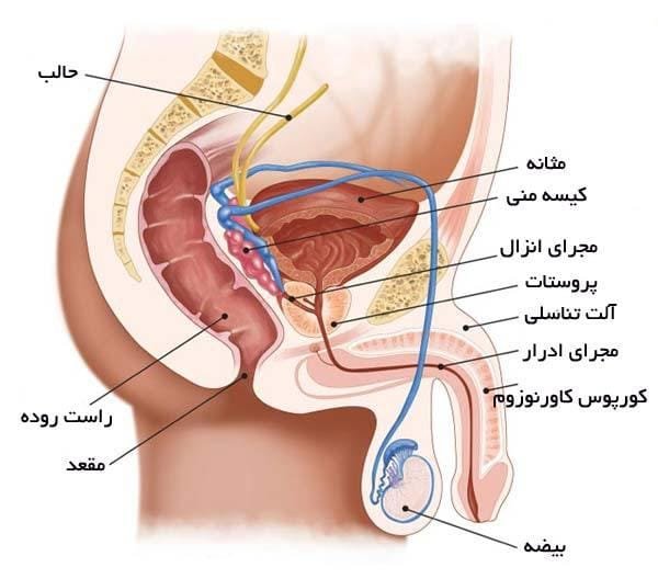  آیا رابطه جنسی زیاد باعث پروستات میشود؟