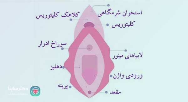  ناحیه تناسلی زنان چرا سیاه میشود؟