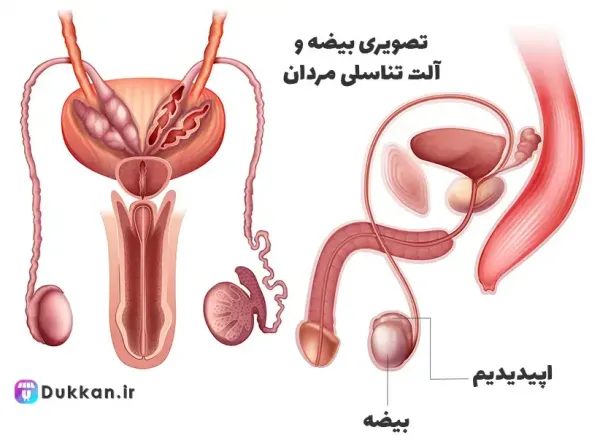  درمان عفونت بیضه چقدر طول می کشد؟