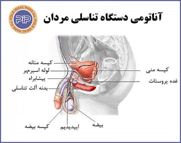  تورم بالای بیضه سمت چپ+تورم بالای بیضه سمت راست