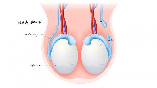  عکس و فیلم بستن لوله مردان