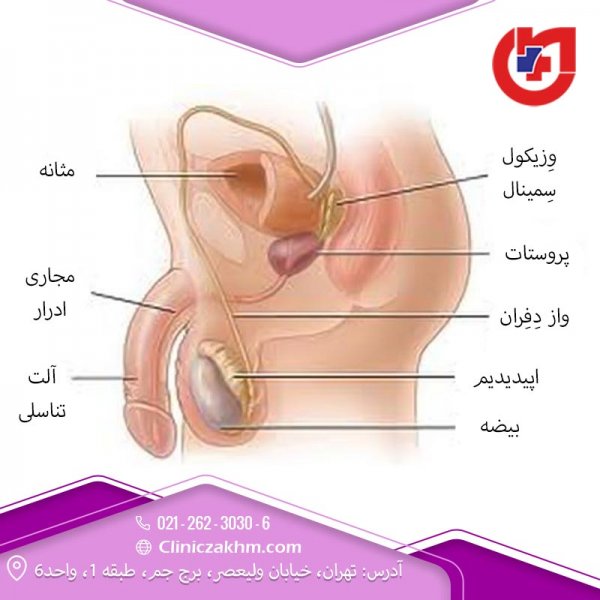  جوانسازی آلت تناسلی مردان