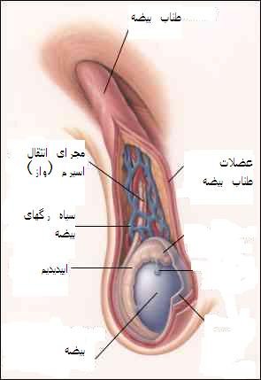  بیضه مرد کجاست + عکس بیضه واقعی