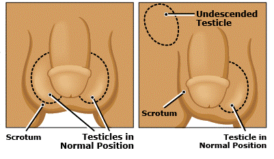  بیضه مرد کجاست + عکس بیضه واقعی
