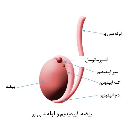  عکس کیست اپیدیدیم