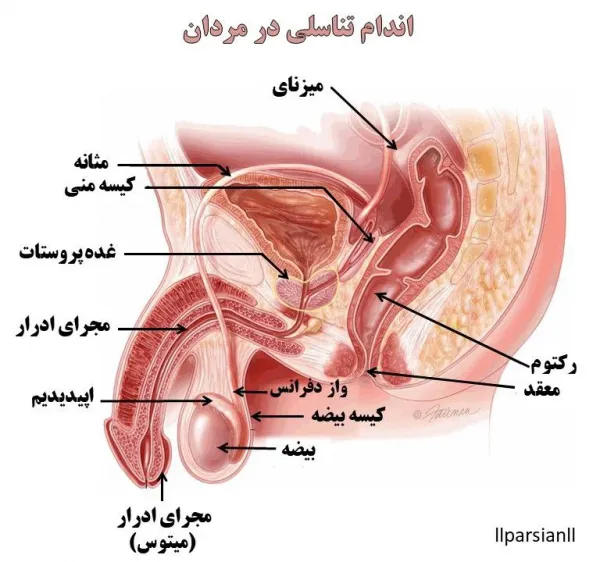  عکس سرطان بیضه