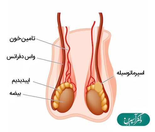  عوارض ماندن اسپرم در بدن مرد