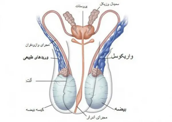  عوارض ماندن اسپرم در بدن مرد