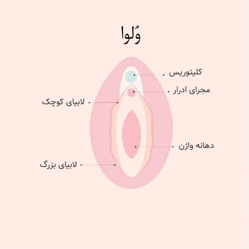  واژن دقیقا کجاست + ناحیه ژنیتال کجاست؟
