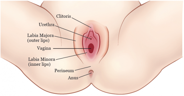 واژن دقیقا کجاست + ناحیه ژنیتال کجاست؟