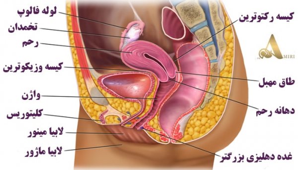  واژن دقیقا کجاست + ناحیه ژنیتال کجاست؟