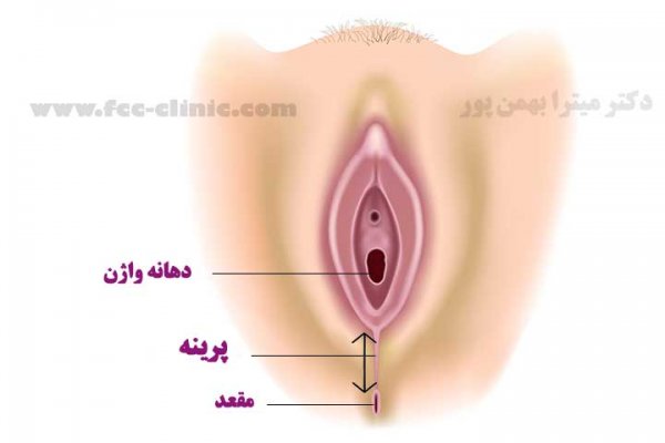  واژن دقیقا کجاست + ناحیه ژنیتال کجاست؟