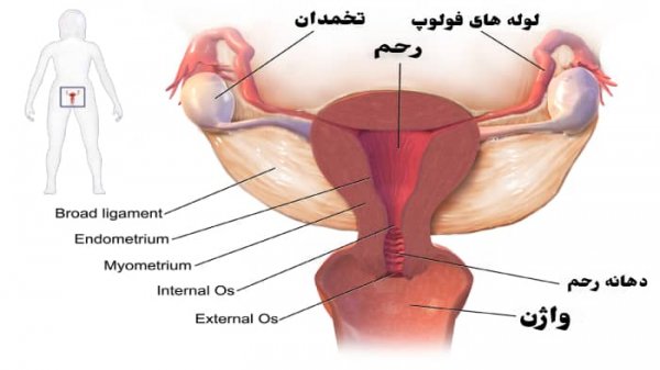  واژن دقیقا کجاست + ناحیه ژنیتال کجاست؟
