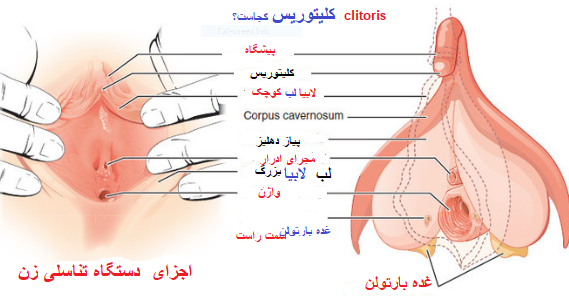  واژن دقیقا کجاست + ناحیه ژنیتال کجاست؟