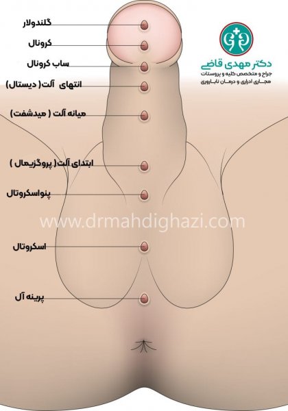  پنیس در مردان کجاست + عورت مرد کجاست + عکس واقعی