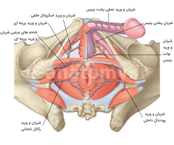  پنیس در مردان کجاست + عورت مرد کجاست + عکس واقعی