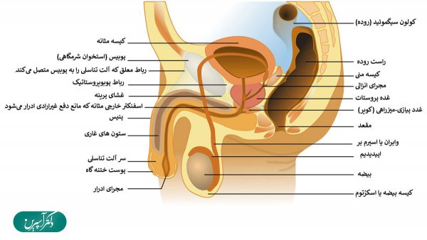  پنیس در مردان کجاست + عورت مرد کجاست + عکس واقعی