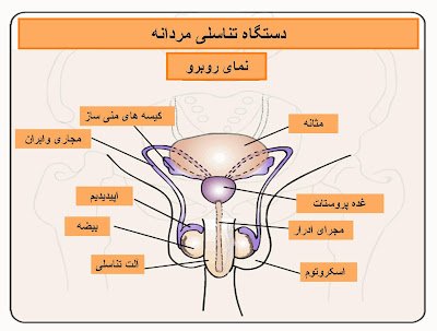  پنیس در مردان کجاست + عورت مرد کجاست + عکس واقعی