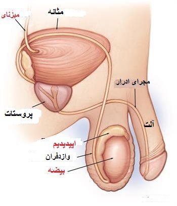  پنیس در مردان کجاست + عورت مرد کجاست + عکس واقعی