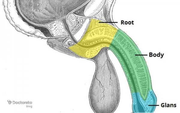  پنیس در مردان کجاست + عورت مرد کجاست + عکس واقعی