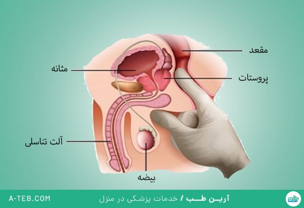 پنیس در مردان کجاست + عورت مرد کجاست + عکس واقعی