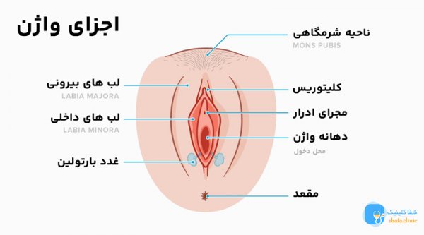 بهترین واژن چه شکلی است + واژن دختران چه شکلی است؟