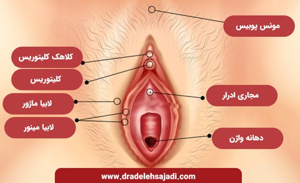  بهترین واژن چه شکلی است + واژن دختران چه شکلی است؟