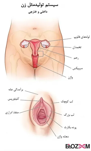  بهترین واژن چه شکلی است + واژن دختران چه شکلی است؟