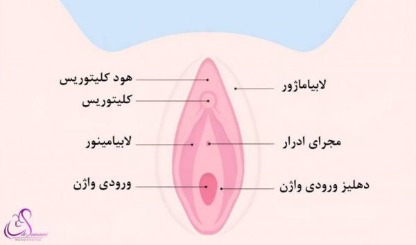  عکس اعضای بدن زن با اسم
