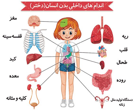 عکس اعضای بدن زن با اسم