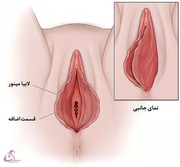  عکس اعضای بدن زن با اسم