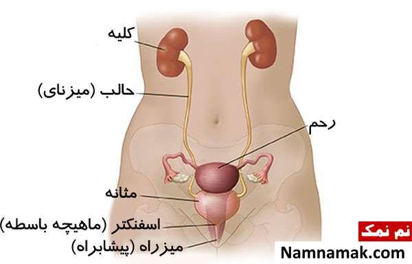  عکس اعضای بدن مرد با اسم