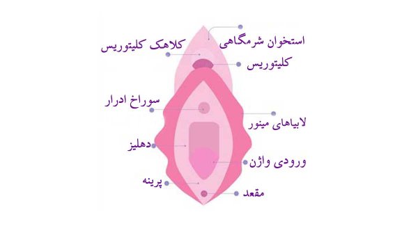  عکس واژن طبیعی و نرمال