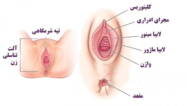  عکس رحم سالم و ناسالم