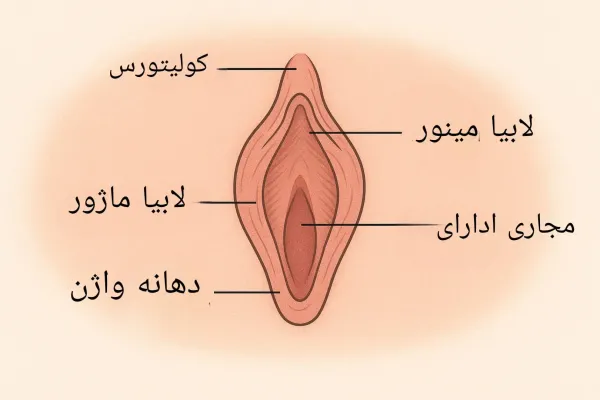  عکس رحم سالم و ناسالم
