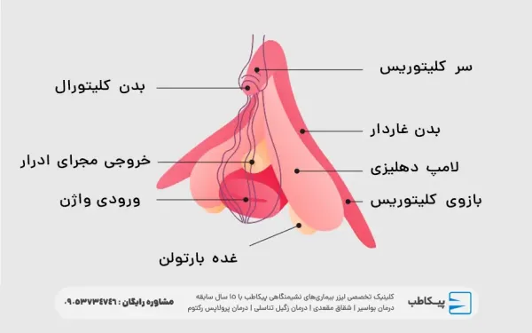  عکس رحم واقعی دختر