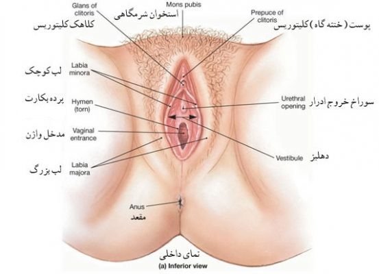  مچ پا چه ربطی به واژن دارد؟