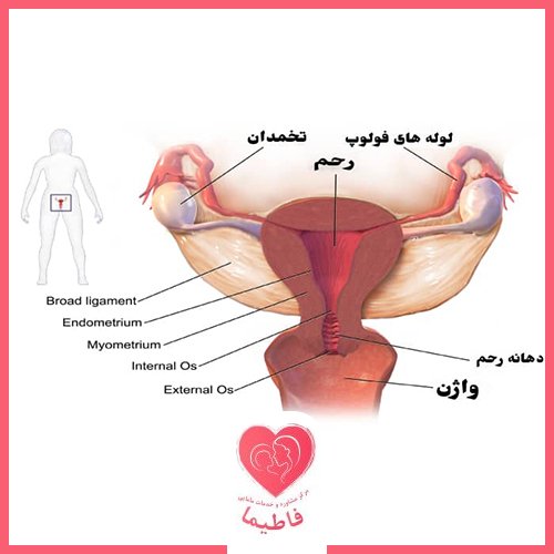  آناتومی واژن + واژن زن چند سوراخ دارد؟