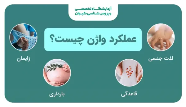  آناتومی واژن + واژن زن چند سوراخ دارد؟